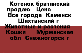 Котенок британский продаю › Цена ­ 3 000 - Все города, Каменск-Шахтинский г. Животные и растения » Кошки   . Мурманская обл.,Снежногорск г.